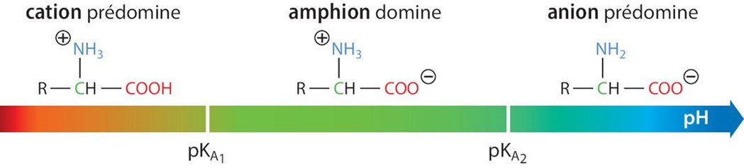 Diagramme de prédominance des acides aminés